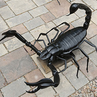 brotoscorpio